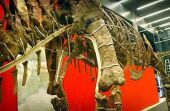 Forr�s: Australian Museum