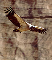 Forr�s: The Peregrine Fund/Munir Virani