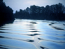 Forr�s: WWF/Kis Ferenc