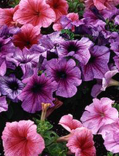 Forr�s: [origo]