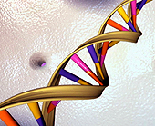 Forr�s: National Human Genome Research Institute