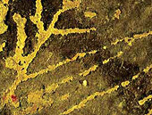 Forr�s: PNAS