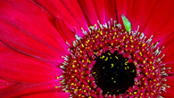 Forr�s: [origo]