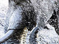 Forr�s: Ben Osborne/Shell Wildlife Photographer of the Year