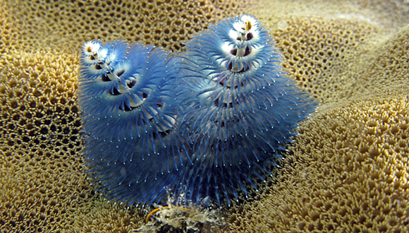 Forr�s: Census of Marine Life