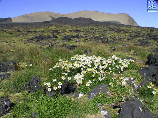 Forr�s: surtsey.is
