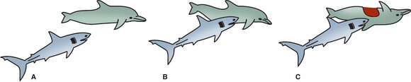 Forr�s: Palaeontology