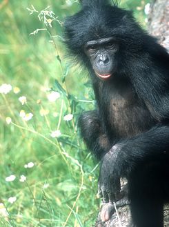 MPI for Evolutionary Anthropology MPI for Evolutionary Anthropology