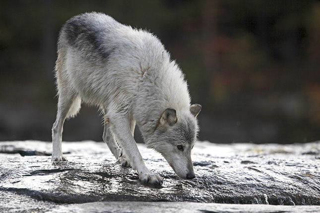 Forr�s: AFP/Cordier Sylvian